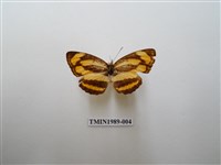 藏品(金環蛺蝶)的圖片